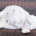 Tanda-Tanda Kucing Hamil yang Perlu Kamu Ketahui