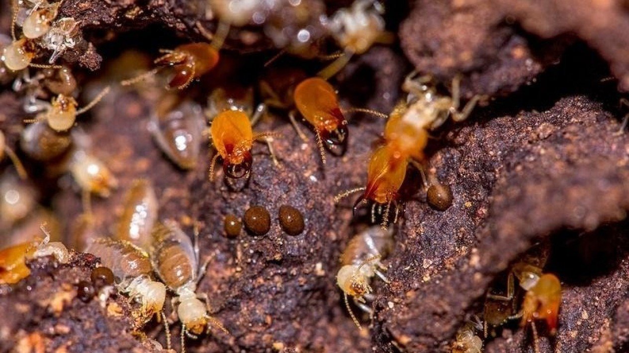 Mengenal Rayap Tanah dan Cara Mengatasinya dengan Tepat